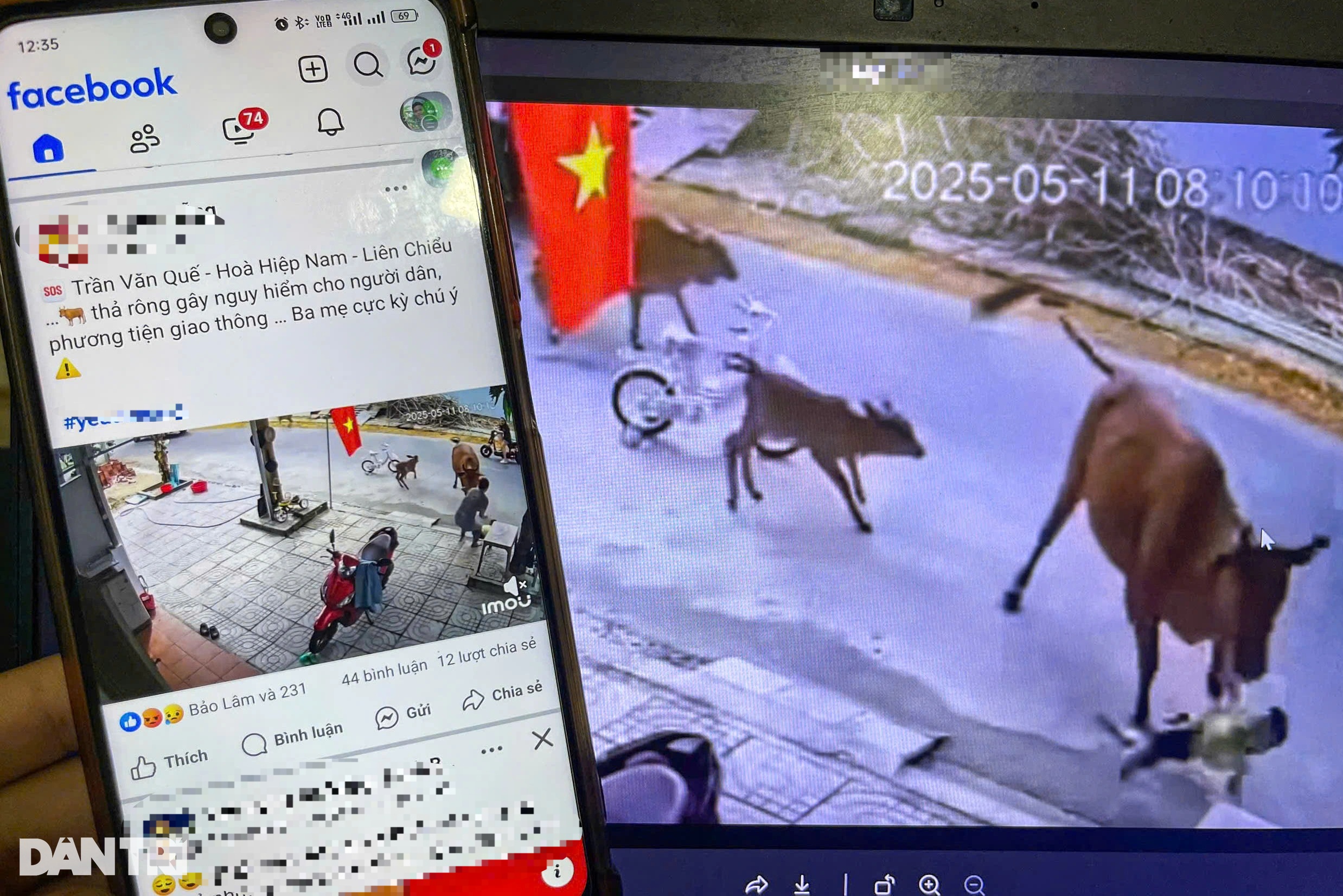 Cháu bé đang chơi trước nhà bị bò thả rông tấn công - 1