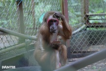 Khỉ cụt tay, vượn quý hiếm tìm lại sự sống tại “ngôi nhà” giữa khu rừng nhỏ