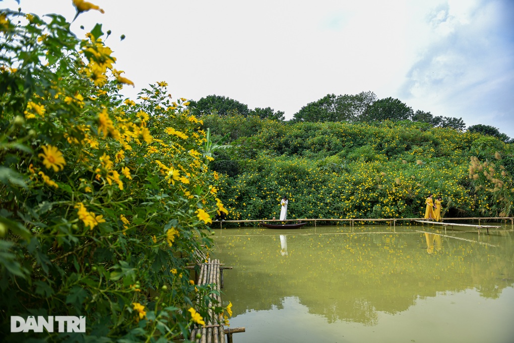 Ngắm vườn hoa dã quỳ 200 cây phủ sắc vàng giữa lòng Hà Nội - 11 Ngắm vườn hoa dã quỳ 200 cây phủ sắc vàng giữa lòng Hà Nội - 11