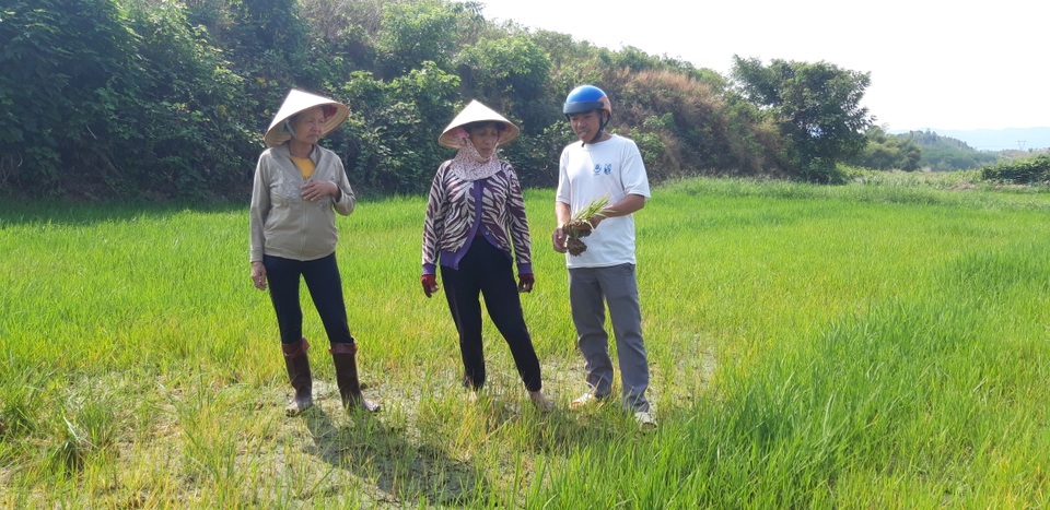 Thủy điện chặn dòng, hàng trăm héc ta hoa màu nguy cơ chết khô - 2 Thủy điện chặn dòng, hàng trăm héc ta hoa màu nguy cơ chết khô - 2