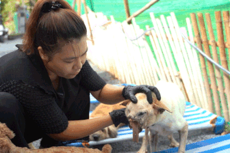 Từ nhân viên văn phòng đến người mẹ của 90 chú chó tật nguyền