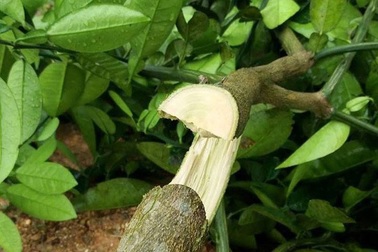 Khởi tố vụ án hàng trăm cây bưởi bị chặt tận gốc