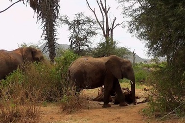 Video hiếm về cái chết của chú voi cái đầu đàn