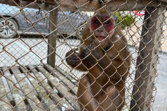 Người dân giao nộp khỉ mặt đỏ quý hiếm