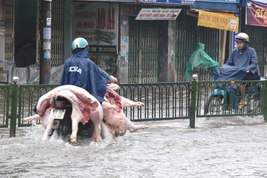 Quy định cấm chở lợn trên phố bị “thổi còi”