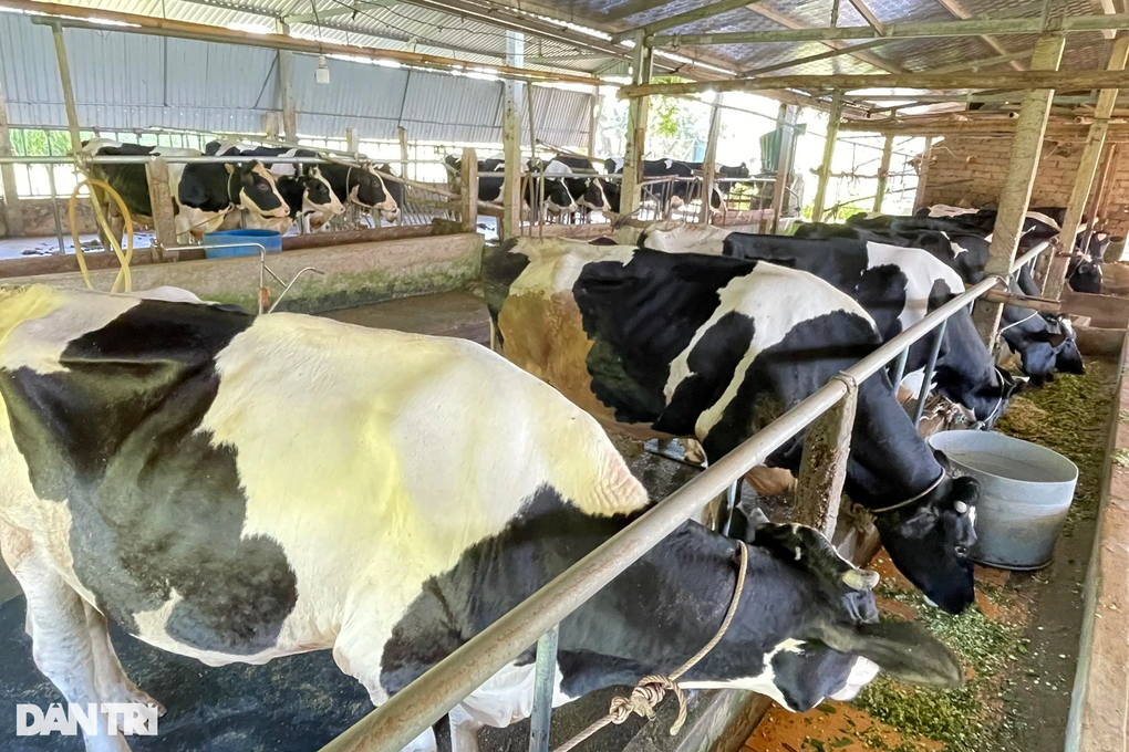 Đầu tư cả gia tài vào nuôi bò sữa, nông dân bất ngờ thu lãi lớn - 2
