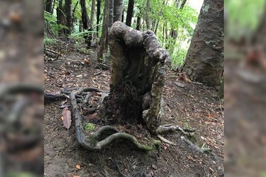 Cây “ma cà rồng” kì lạ ở New Zealand