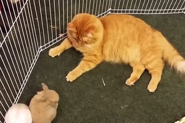 Dễ thương clip mèo mẹ nhầm thỏ là mèo con