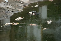 Hà Nội: Cá to chết hàng loạt ở hồ Hoàng Cầu