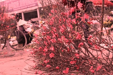 Rộn ràng chợ hoa Quảng Bá vào xuân