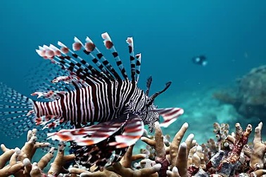 Cá sư tử - Loài cá nguy hiểm có vẻ ngoài rực rỡ