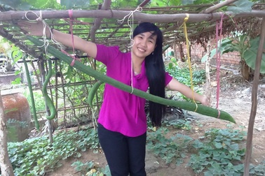 Đầu năm ngắm trái mướp “siêu dài” ở TP. Cần Thơ