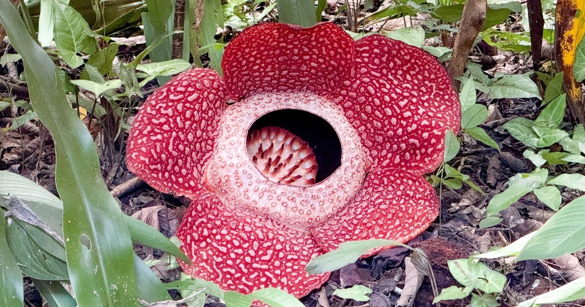 View - Loài hoa khổng lồ có mùi thối nhất thế giới ở Malaysia | Báo Dân trí