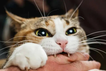 Gần một tháng sau khi bị mèo cắn, cô gái 16 tuổi tử vong