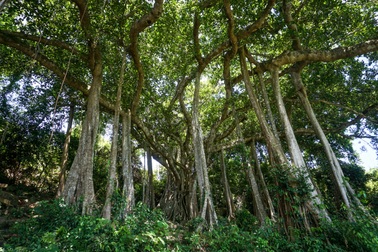 Chi chít "vết thương" trên cây đa di sản ở Đà Nẵng