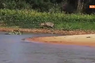 Xem pha đi săn cá sấu hoàn hảo của báo đốm