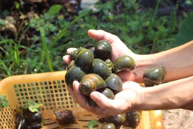 Đầu tư nuôi ốc nhồi, anh nông dân kiếm cả trăm triệu đồng mỗi năm