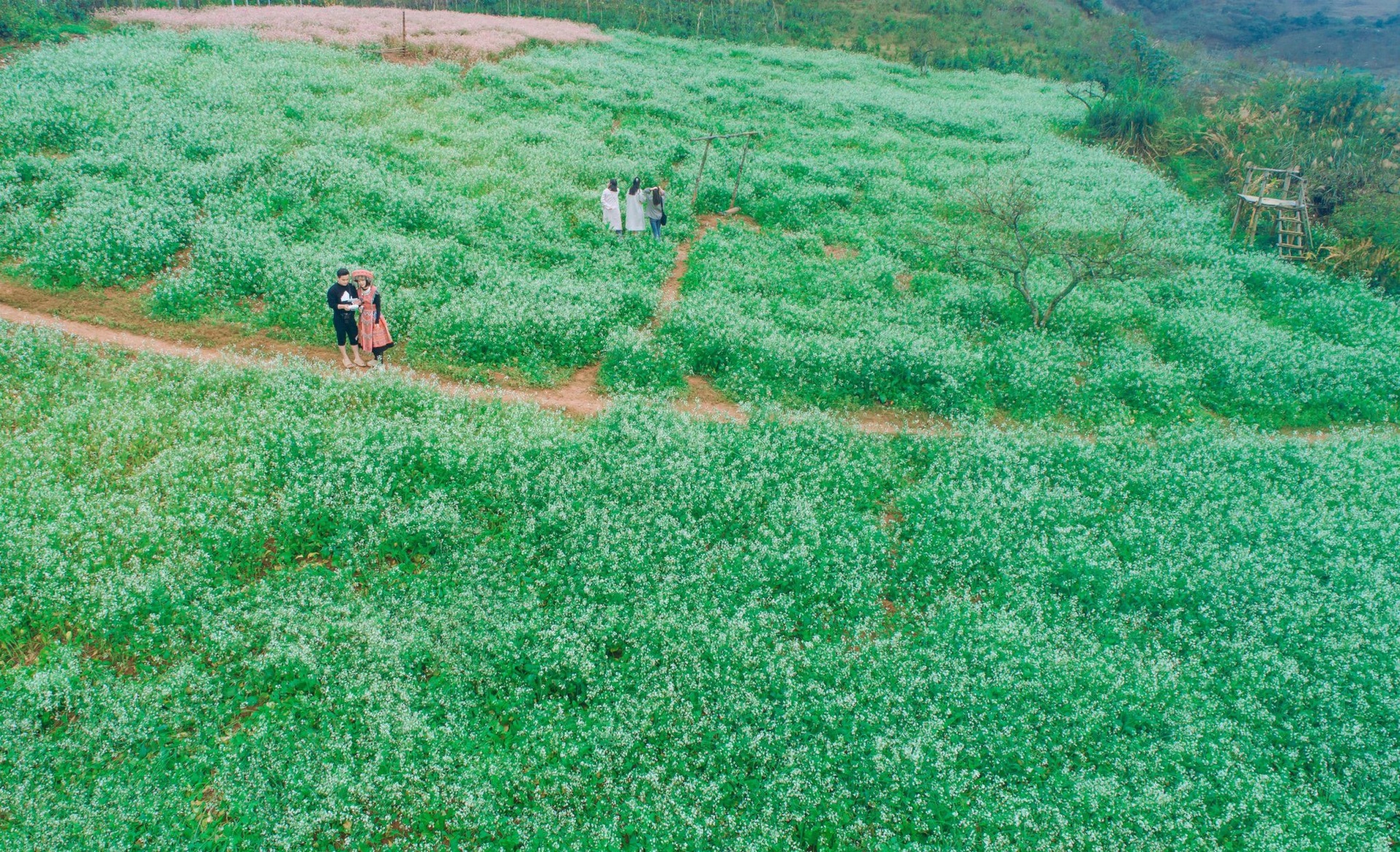 White mustard flowers are vast in Moc Chau, tourists from everywhere flock to take photos - 3