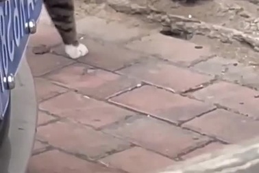 Chú mèo với màn bắt chuột tài tình khiến nhiều người thán phục