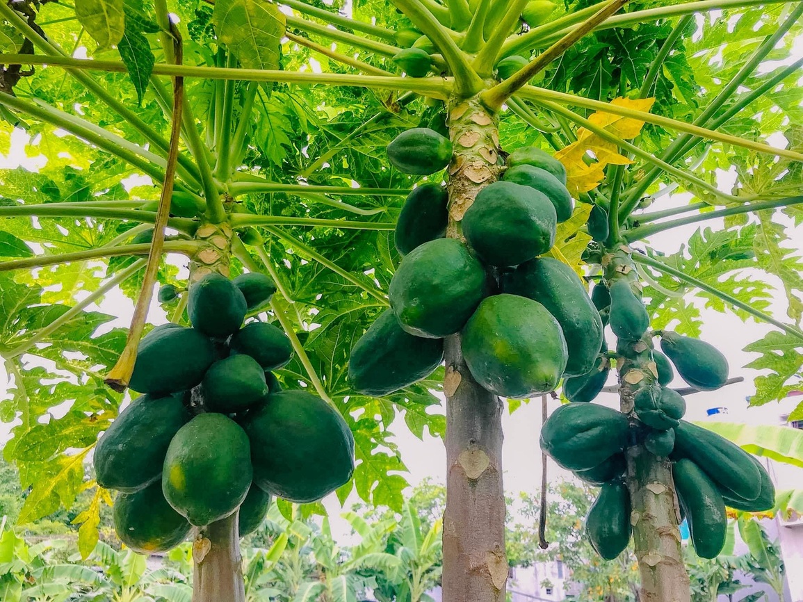 Khu vườn trong mơ với gần 40 loại rau quả sai trĩu trịt giữa lòng Hà Nội - 7 Khu vườn trong mơ với gần 40 loại rau quả sai trĩu trịt giữa lòng Hà Nội - 7
