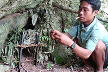 Đi bẫy “chuột tuyệt chủng 11 triệu năm”