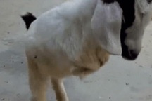 Dê đột biến chỉ có hai chân sau, đi như người