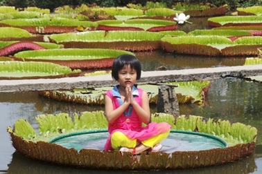 Cận cảnh loài sen “khổng lồ”, có thể chở người qua sông