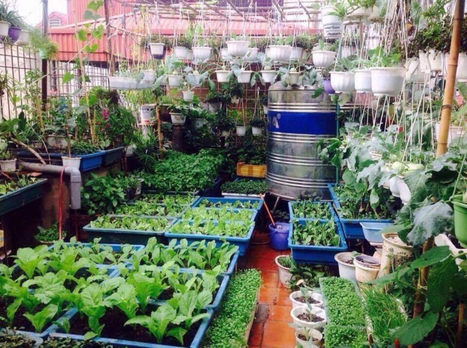 Đã mắt với những vườn rau trong phố ăn cả năm không hết - 1 Đã mắt với những vườn rau trong phố ăn cả năm không hết - 1