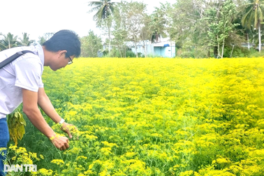 Trồng cây hoa vàng rực lấy hạt ở xứ Công tử Bạc Liêu, một vốn thu mười lời