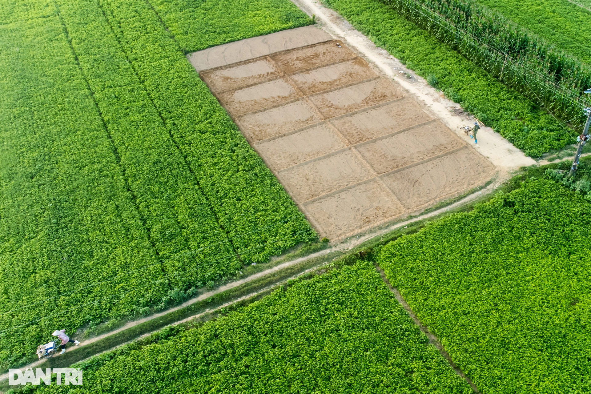 Cầu tre duy nhất còn lại ở Quảng Nam, khách nước ngoài thích thú chụp ảnh - 6 Cầu tre duy nhất còn lại ở Quảng Nam, khách nước ngoài thích thú chụp ảnh - 6