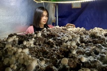 Bán cả tạ nấm rơm trong... 10 phút, cả nhà "sống khỏe" mùa dịch