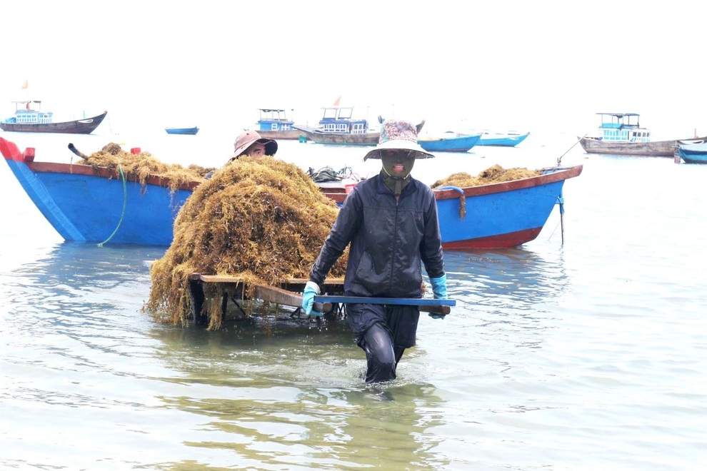 Liều mưu sinh dưới đáy biển sâu, người hái rong mơ kiếm tiền triệu mỗi ngày - 4 Liều mưu sinh dưới đáy biển sâu, người hái rong mơ kiếm tiền triệu mỗi ngày - 4