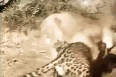 Xem trận chiến kinh hoàng giữa báo đốm châu Mỹ và sư tử núi