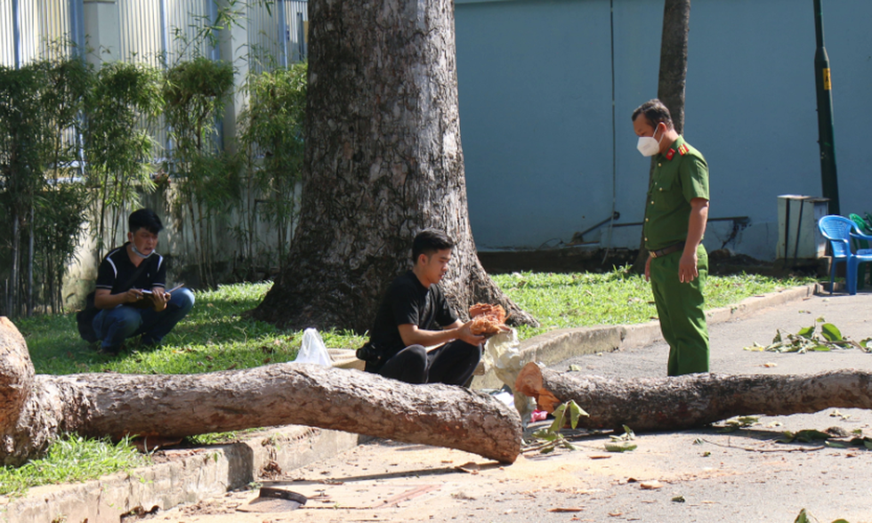 Cây xanh đô thị và rủi ro trên trời rơi xuống - 1