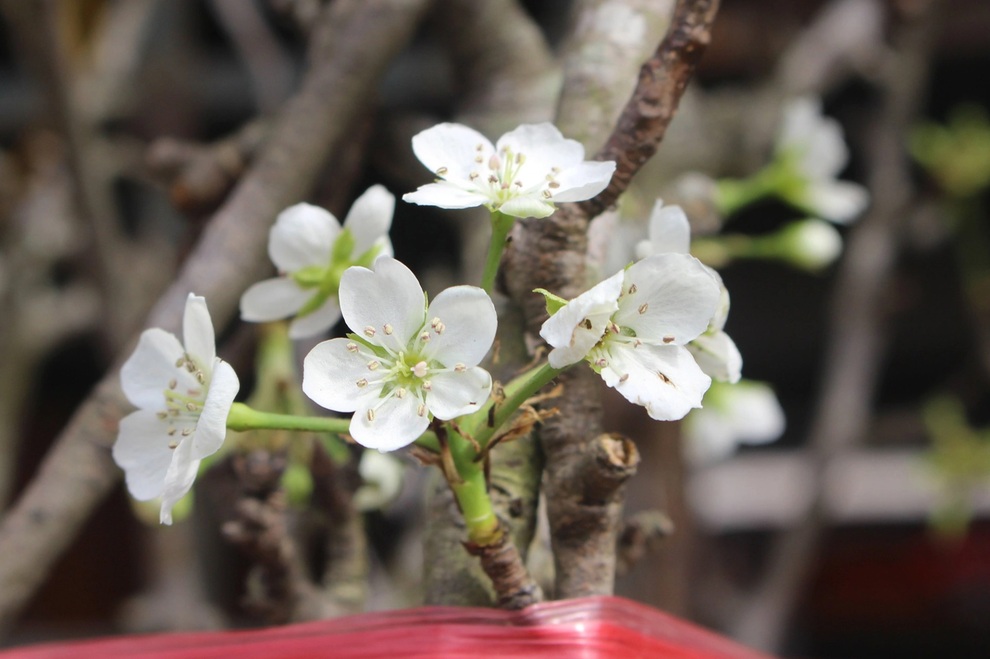 Hết cảnh hét giá, hoa lê rừng xuống phố ế khách, giá giảm một nửa - 2 Hết cảnh hét giá, hoa lê rừng xuống phố ế khách, giá giảm một nửa - 2
