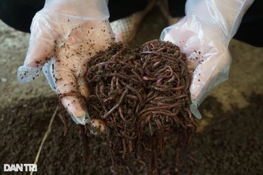 Kỹ sư lập trình bỏ việc nghìn đô về nuôi giun, mỗi tháng thu 4 tỷ đồng