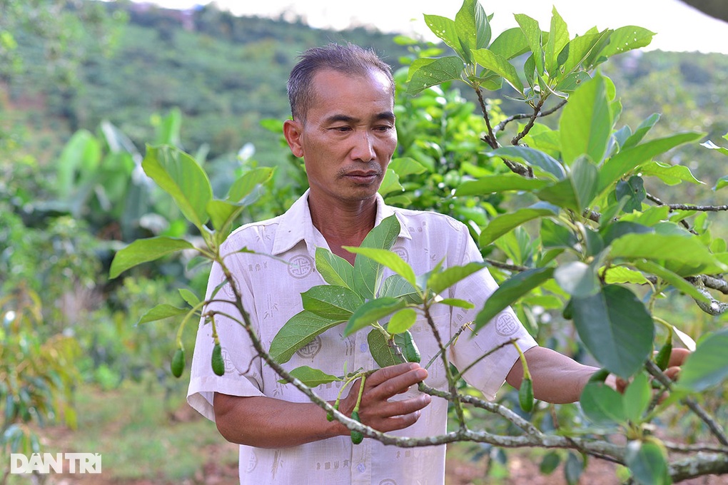 Ông chủ giống bơ quý kể về gốc bơ trời ban trong vườn nhà - 1