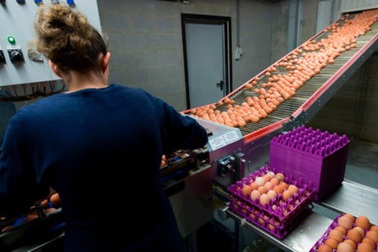 Trứng “bẩn” nhiễm thuốc trừ sâu lan rộng tới 11 nước châu Âu