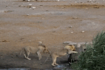 Tê giác cái đang mang thai lọt vào vòng vây của bầy sư tử và cái kết