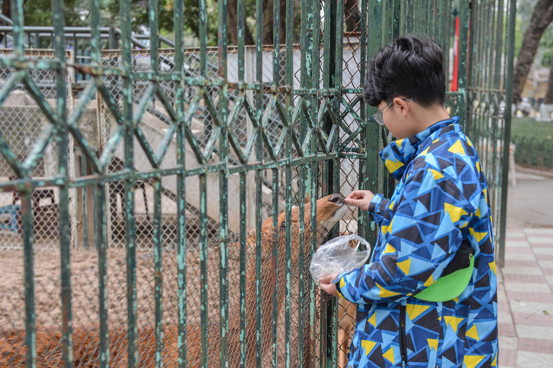 Đốt lửa, bật nước nóng để sưởi ấm cho động vật ở vườn thú Hà Nội - 4 Đốt lửa, bật nước nóng để sưởi ấm cho động vật ở vườn thú Hà Nội - 4