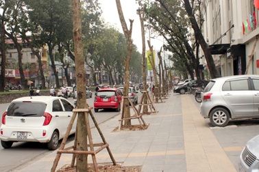 Nhà tài trợ: "Chúng tôi không tài trợ tiền cho việc chặt cây xanh Hà Nội"