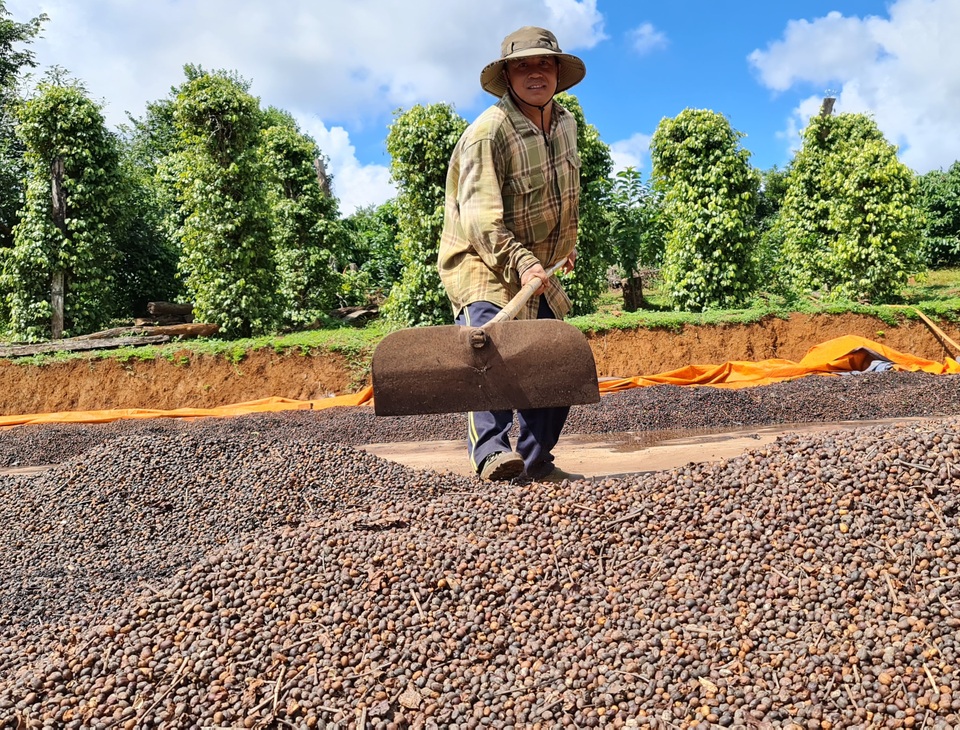 Vất vả mưu sinh bằng nghề hái cà phê thuê ở Tây Nguyên - 10