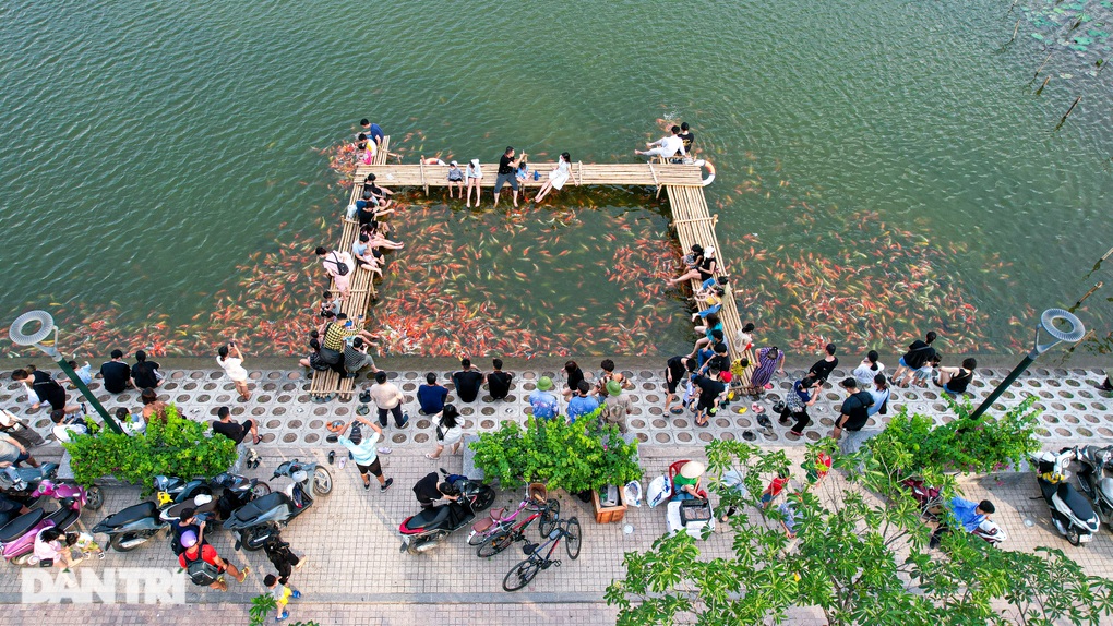 Người Hà Nội đổ tới xem hồ cá koi 12.000 con, vài trẻ em té ngã - 1 Người Hà Nội đổ tới xem hồ cá koi 12.000 con, vài trẻ em té ngã - 1