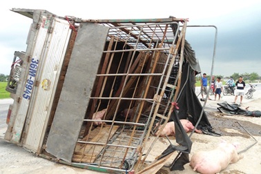 Xe tải lật, hàng trăm con lợn chạy tán loạn giữa đường