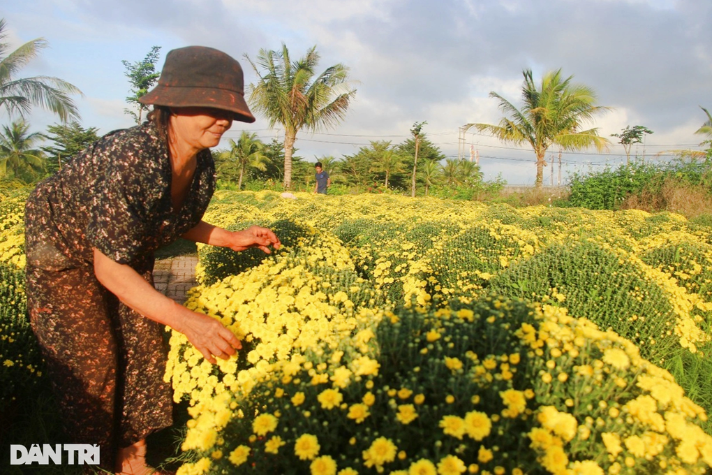 Nhà vườn tiết lộ lý do thà đập bỏ còn hơn bán rẻ hoa Tết - 4