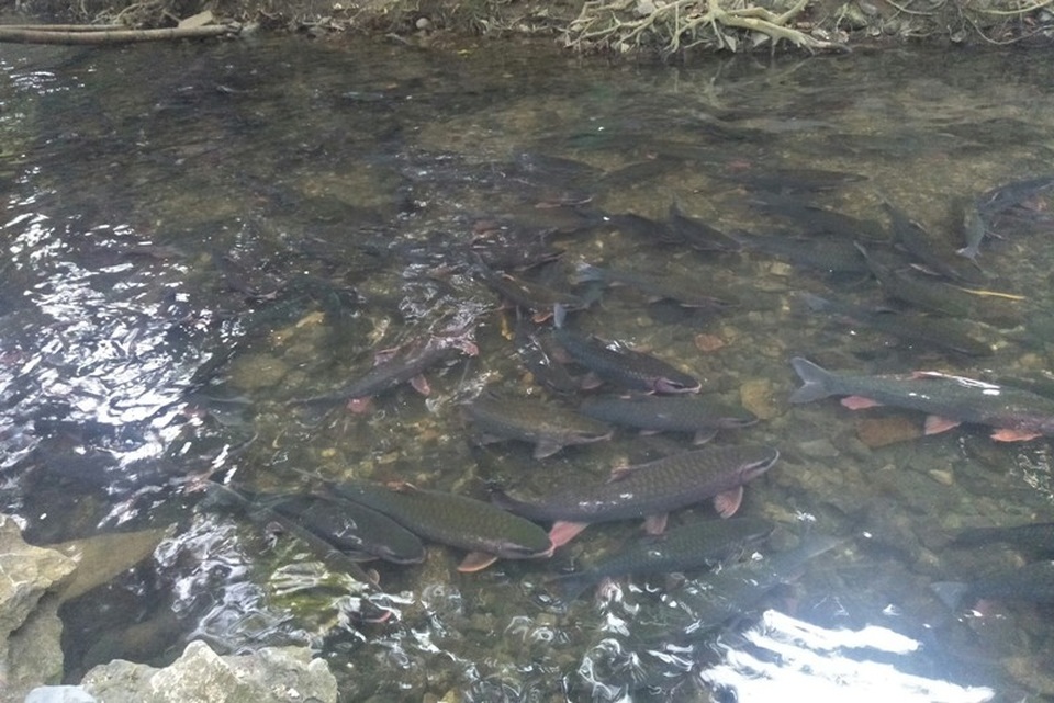 Hàng nghìn du khách chen chân đổ về suối cá thần cầu may dịp đầu năm mới - 1