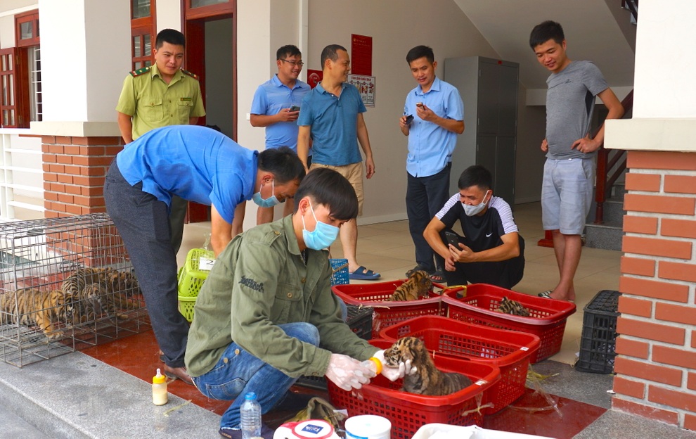 7 cá thể hổ Đông Dương được chuyển về nhà mới - 1 7 cá thể hổ Đông Dương được chuyển về nhà mới - 1