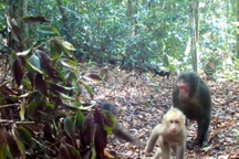 Đàn khỉ mặt đỏ quý hiếm vô tư đi lại qua bẫy ảnh