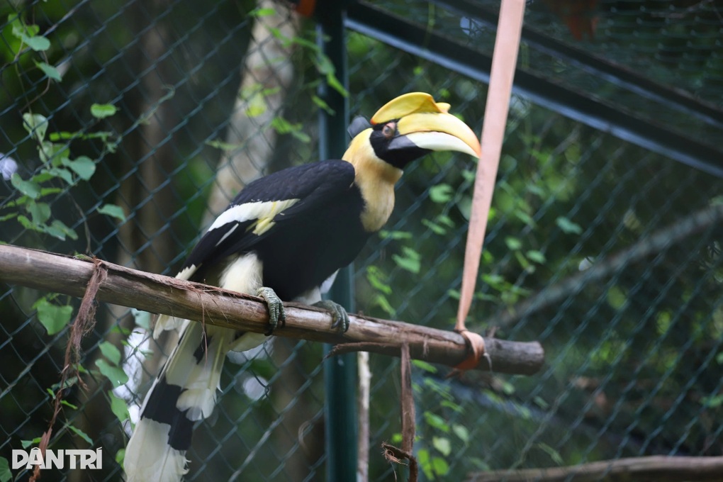 Loài chim lãng mạn nhất thế giới liên tục bay lạc ở miền Trung - 1