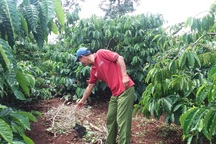 Dân bức xúc công ty cà phê “làm một đường, khoán sản một nẻo”!